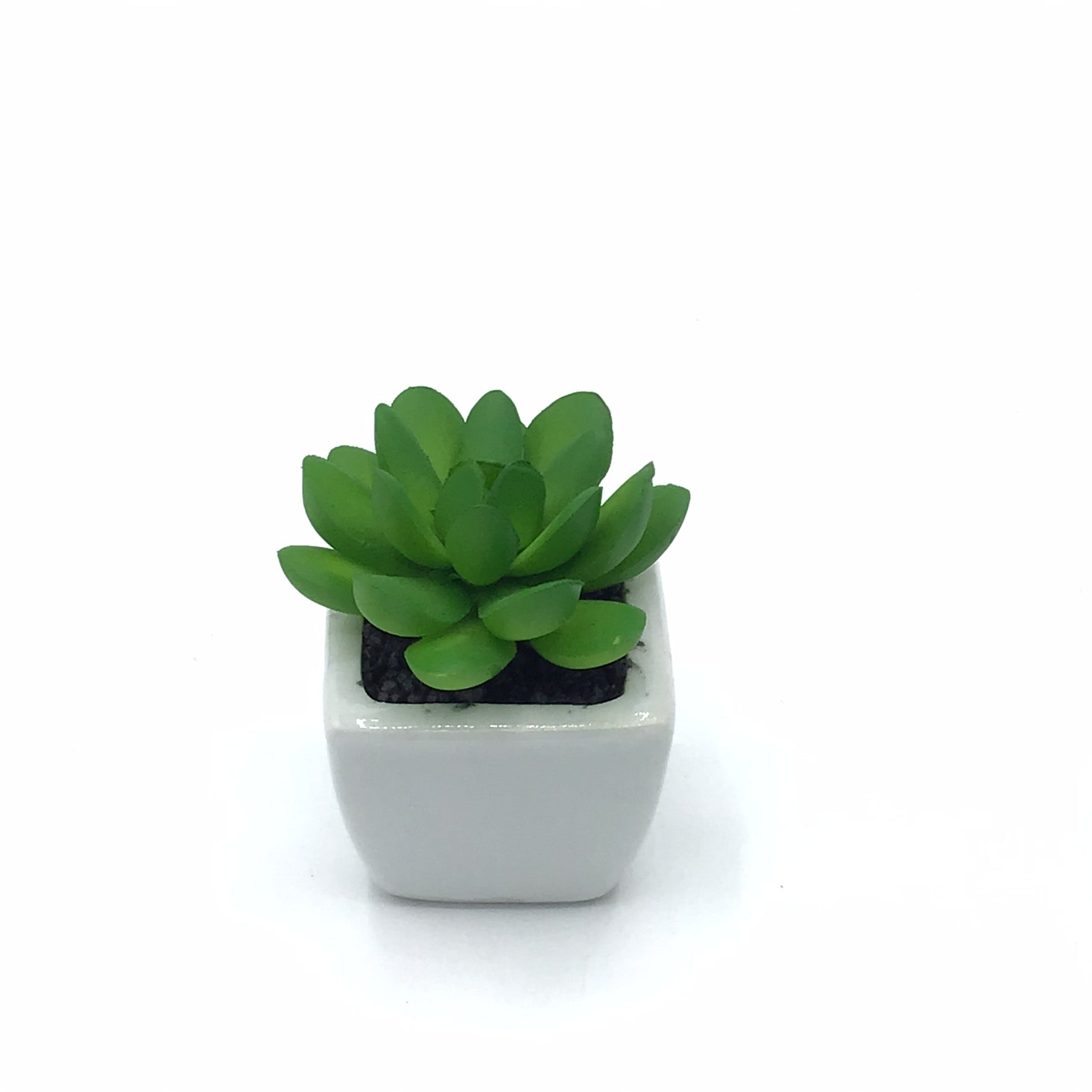 Small Succulent